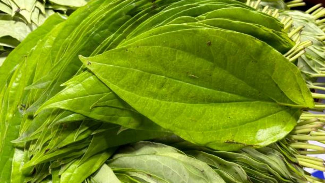 विड्याची पाने शरीरासाठी ठरतील वरदान! हृदयाच्या आजारांपासून ते अगदी मधुमेहापर्यंत सगळ्यांवर ठरेल प्रभावी