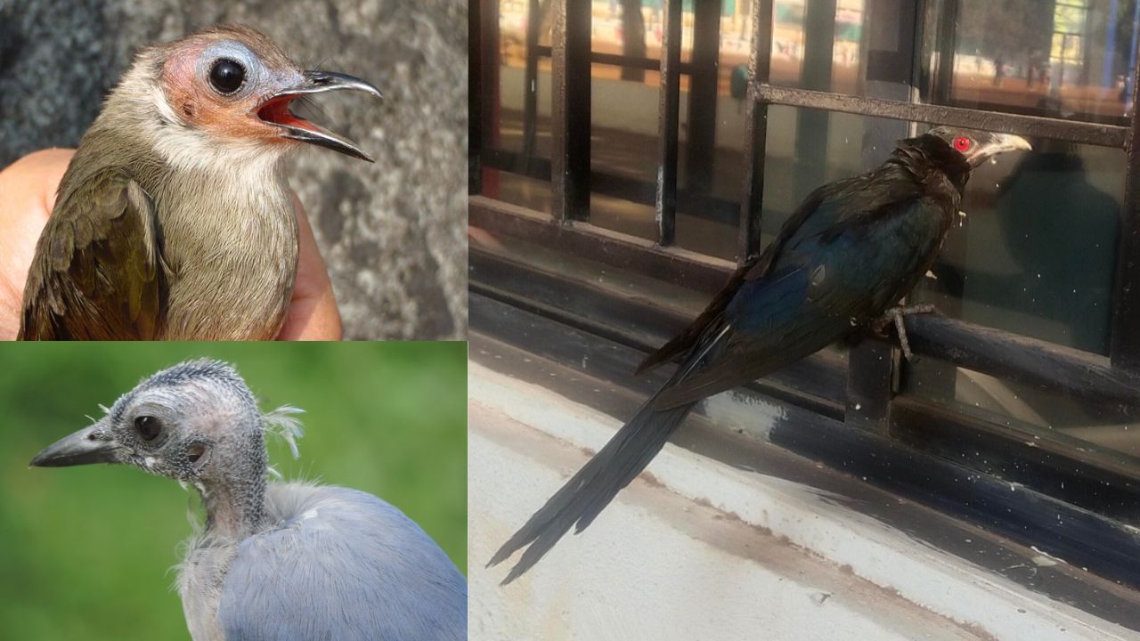 Bird baldness research: पक्ष्यांनाही ‘टक्कल’ पडते? पुण्यातील संशोधकांचा राष्ट्रीय स्तरावरचा शोधनिबंध प्रसिद्ध