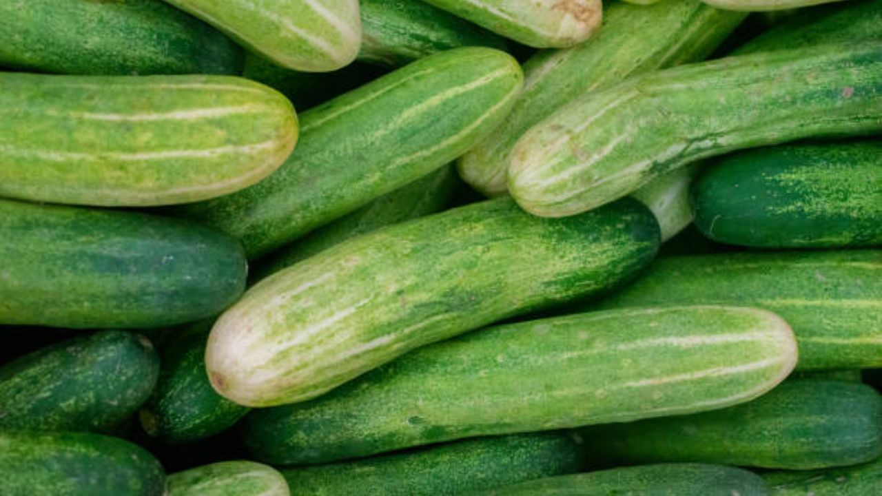 रात्रीच्या जेवणात काकडी खाऊ नये. दुपारी किंवा सॅलड म्हणून तुम्ही काकडीचे सेवन करू शकता. काकडीमध्ये असलेल्या पाण्याच्या प्रमाणामुळे वारंवार शौचालयात जाण्याची वेळ येऊ शकते. 