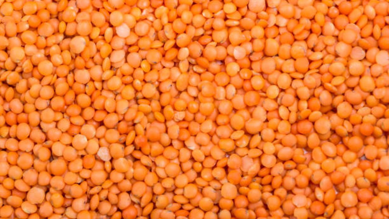 दैनंदिन वापरात मसूर डाळीचा वापर मोठ्या प्रमाणावर केला जातो. इटली आणि ब्राझीलमध्ये मसूर डाळ समृद्धीचे प्रतीक मानली जाते. डाळीच्या नाजूक साजूक नाण्यासारख्या आकारामुळे आर्थिक लाभ होतो. 