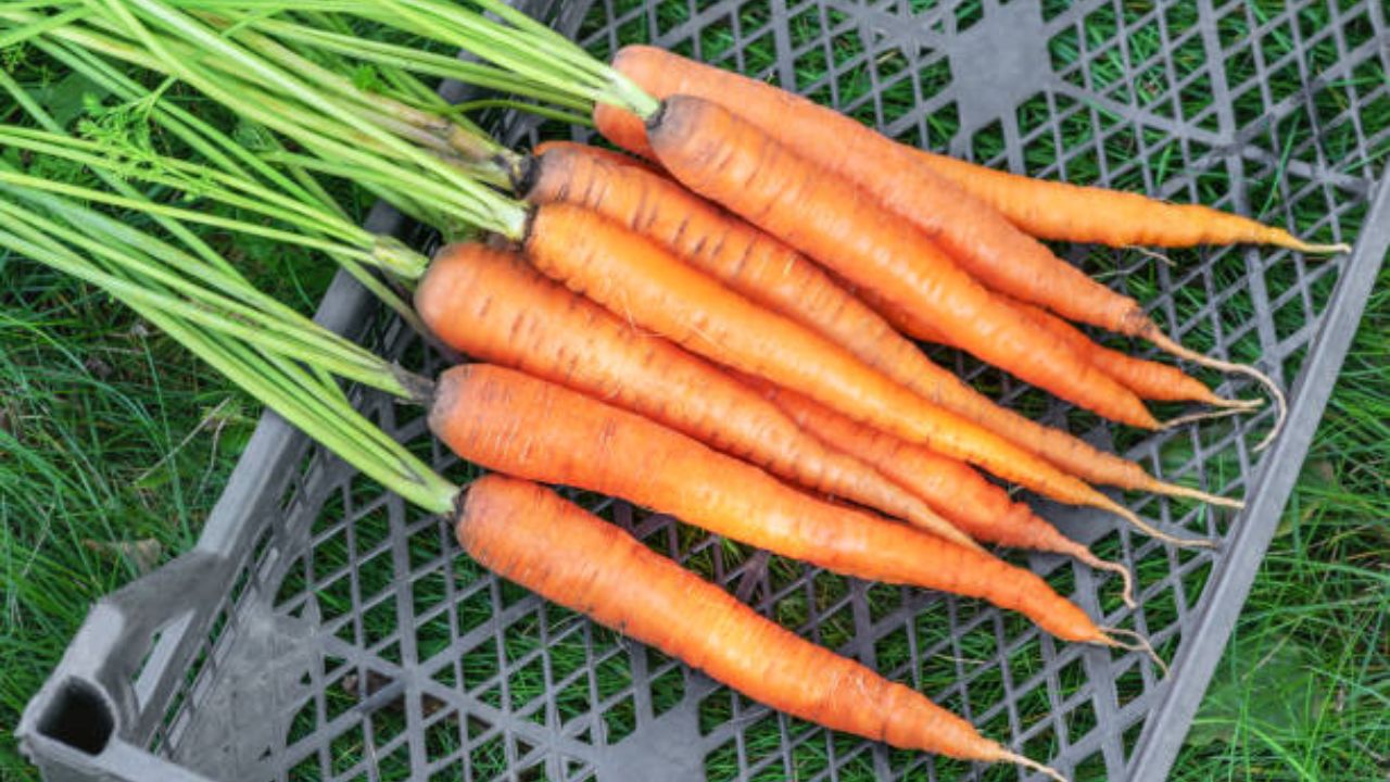 गाजरांमध्ये फायबरचे प्रमाण जास्त असते. त्यामुळे जास्त गाजर खाल्ल्यास गॅस, जडपणा आणि अपचन वाढून डोकेदुखी, उलट्या, मळमळ इत्यादी समस्या वाढतात.