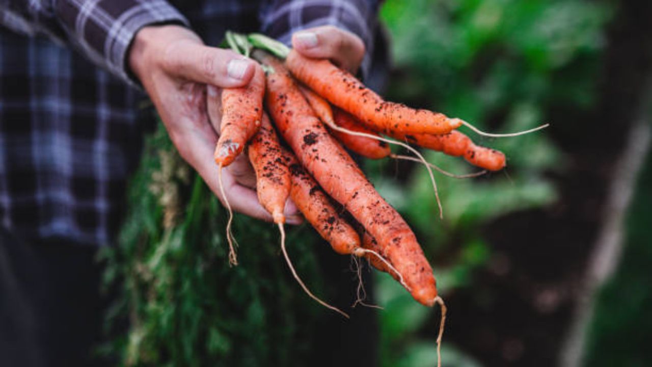 रात्रीच्या वेळी गाजर खाल्ल्यास गॅस आणि अपचनाच्या समस्या वाढून आरोग्य बिघडते. त्यामुळे रात्री गाजर खाऊ नये.