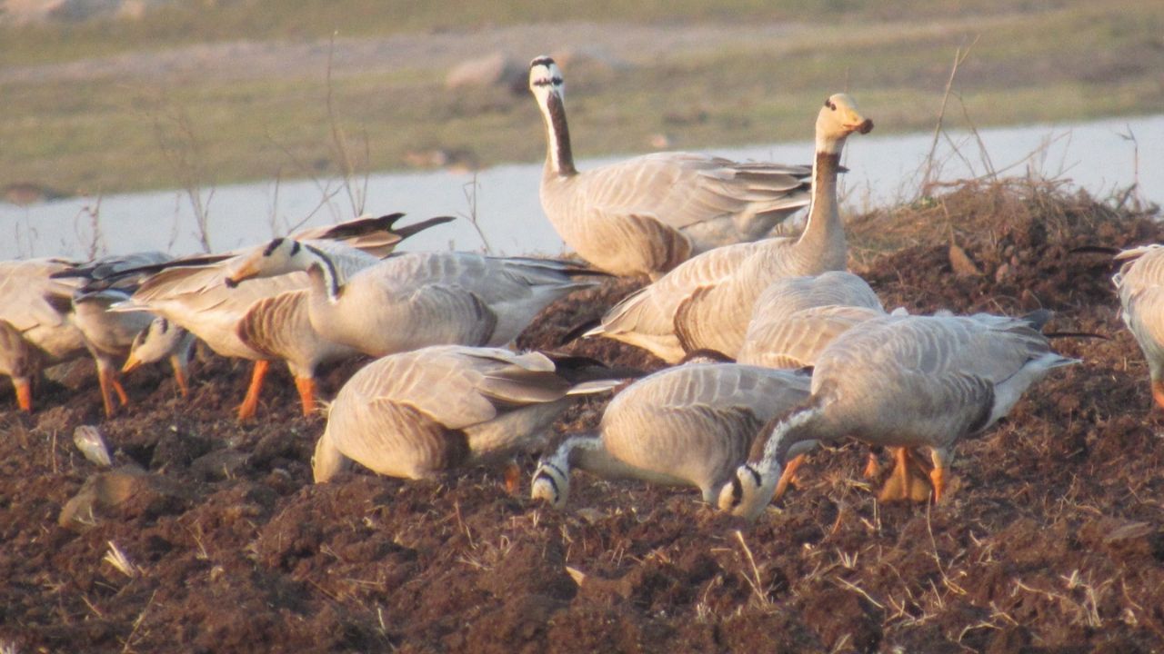 हिमालयीन एअरलाईनचे साताऱ्यात लँडिंग! एव्हरेस्टवरून झेप घेणारा ‘पट्टेरी हंस’ सुर्याचीवाडीत दाखल; पक्षीप्रेमींची गर्दी