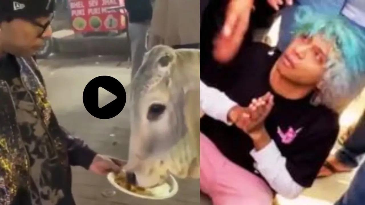 अरे रे… गायीला चिकन मोमोज खायला घातल्याचा Video व्हायरल; लोक भडकले; आरोपीचा धक्कादायक दावा