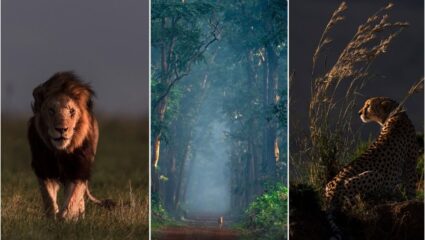 World Wildlife Day 2025 : पृथ्वीचा श्वास रोखला जातोय? पण वन्यजीव संरक्षण हाच मानवतेसाठी खरा विकासमार्ग