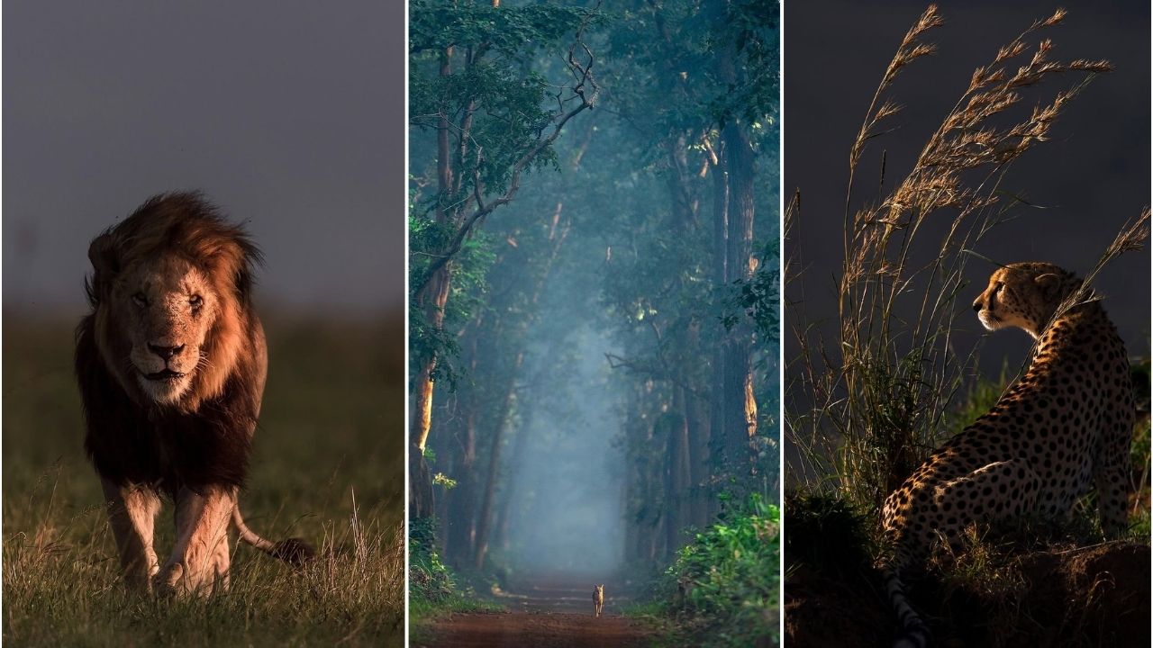 World Wildlife Day 2025 : पृथ्वीचा श्वास रोखला जातोय? पण वन्यजीव संरक्षण हाच मानवतेसाठी खरा विकासमार्ग