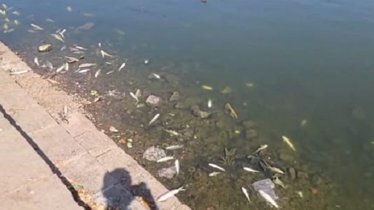 आळंदीच्या इंद्रायणी नदीत मृत माशांचा खच, परिसरात खळबळ; नागरिक संतापले