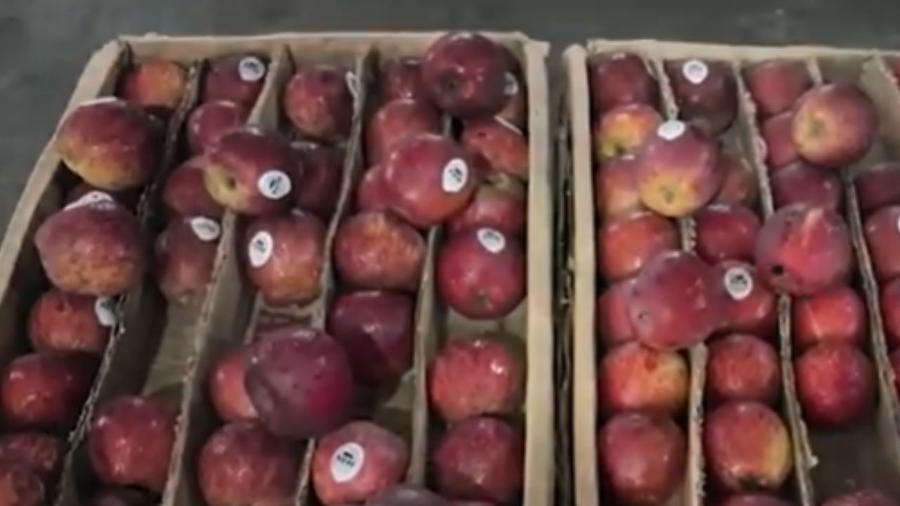 नवी मुंबई एपीएमसी बाजारात विदेशी सफरचंदाची मोठी आवक; लाल सफरचंदाला वाढती मागणी