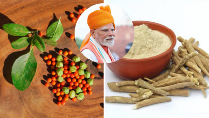 WHO ग्लोबल समिटमध्ये PM Modi यांनी केला अश्वगंधाचा उल्लेख, आरोग्यासाठी किती फायदेशीर आहे ‘हे’ औषध