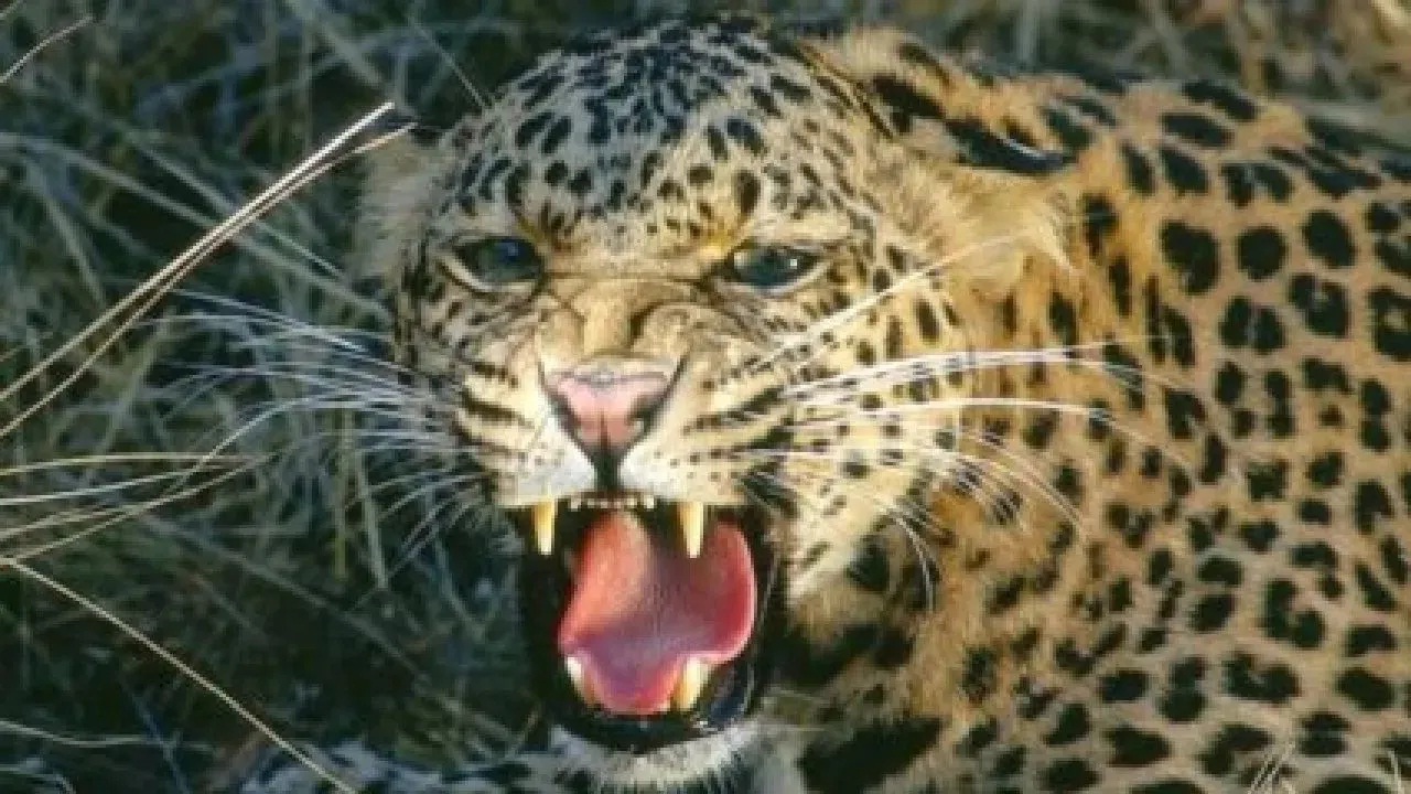 Leopard : पुरंदर तालुक्यात बिबट्यांचा वाढता वावर; शेतकऱ्यांची वन विभागाकडे मोठी मागणी