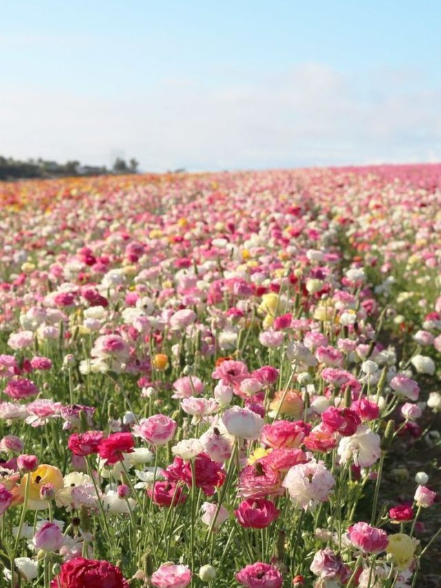 शरीरासाठी रामबाण उपाय मानली जातात ही फुलं..