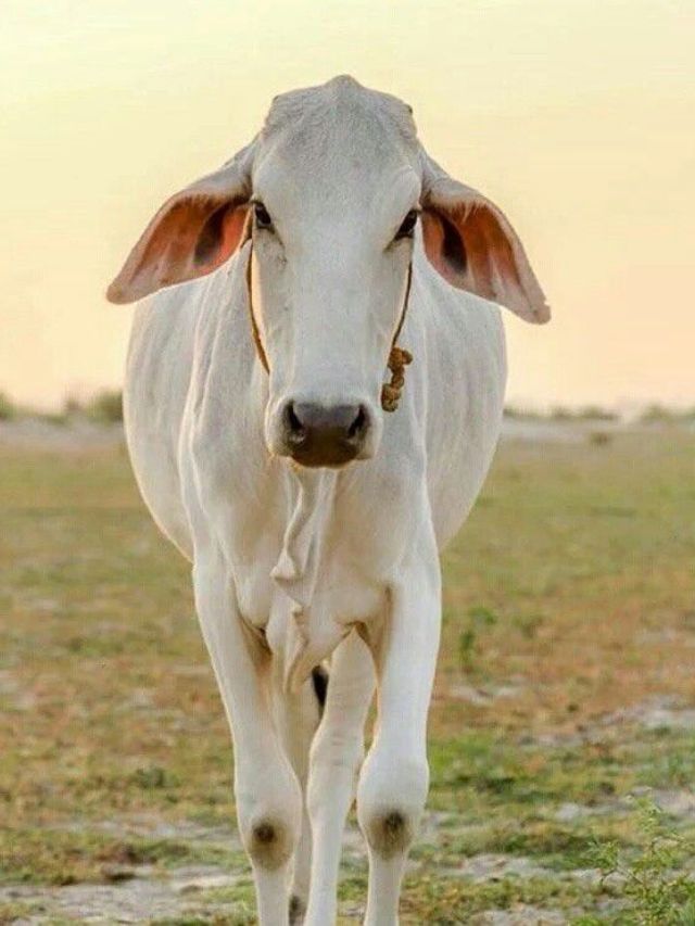 गायीला तूप-पोळी खायला घातल्याने काय होते माहितेय?