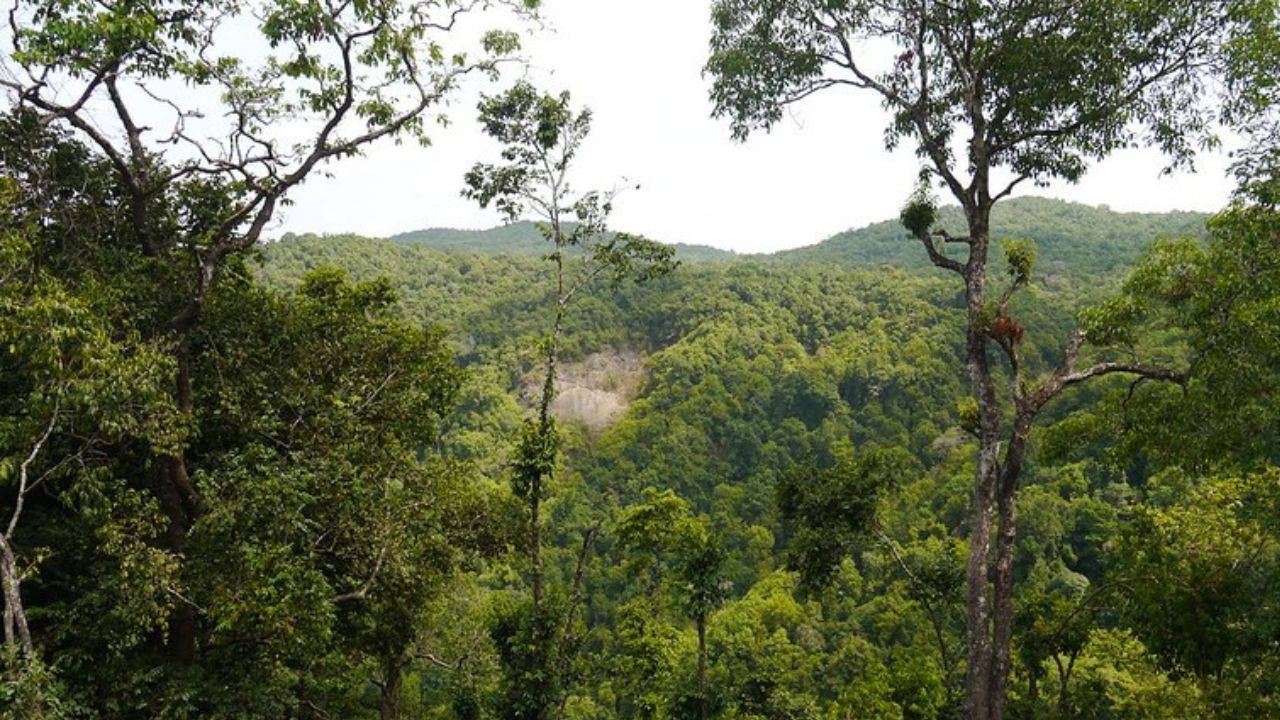 Sangali News : कोट्यावधींचा खर्च पाण्यात; सावळजमध्ये वृक्षसंवर्धनाचा उडाला बोजवारा