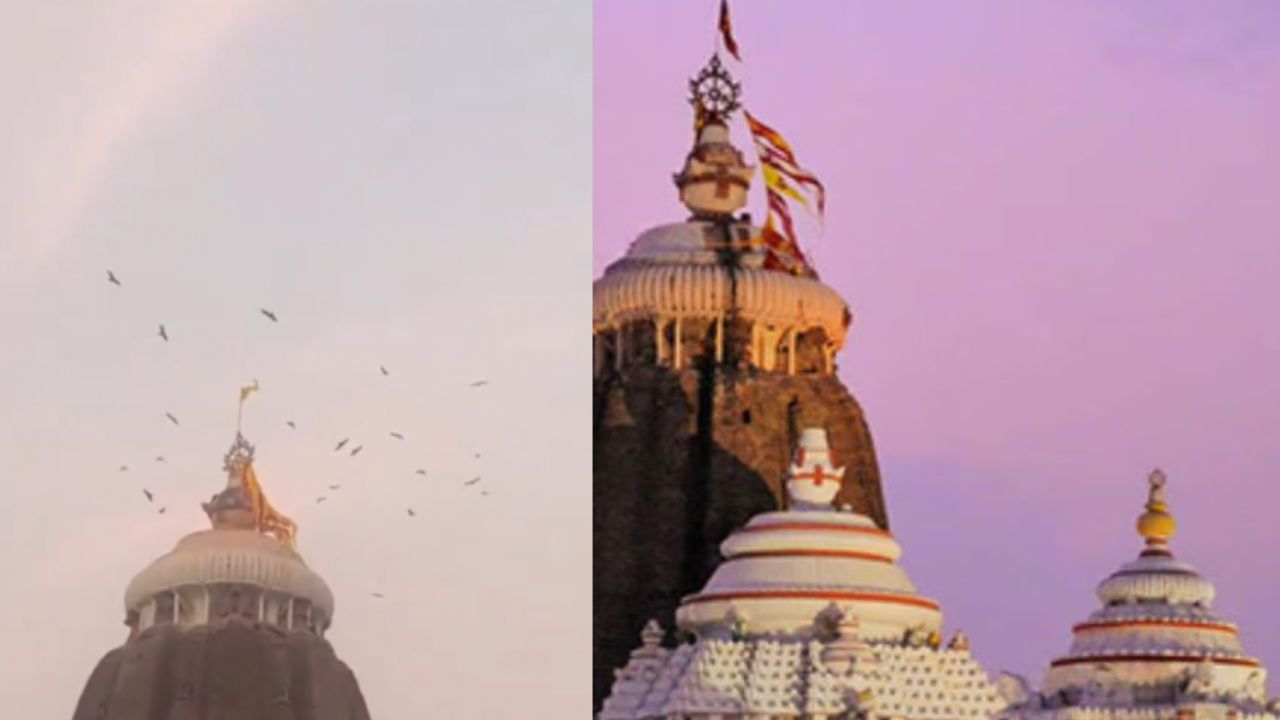 Jagannath Temple Birds : भविष्यातील संकटाची चाहूल; जगन्नाथ मंदिरावर पक्षांचे थवे, भाकित खरं ठरणार ?