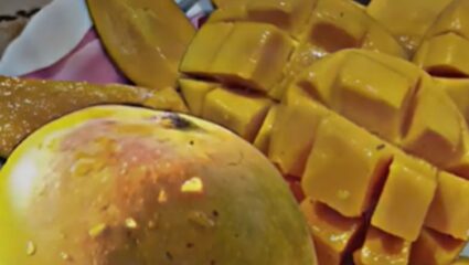 Sindhudurg : हापूस आंब्यावर गुजरातचा दावा; कोकणवासीयांकडून मागणीला कडाडून विरोध