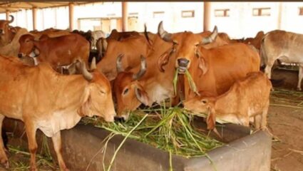 Kolhapur News : जिल्ह्याच्या अर्थकारणाला पशुधनातून मिळतेय गती; प्रातिनिधिक स्वरूपात शेतकऱ्यांना बियाणे वाटप