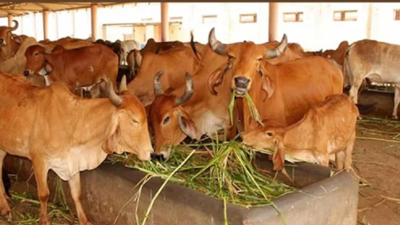 Kolhapur News : जिल्ह्याच्या अर्थकारणाला पशुधनातून मिळतेय गती; प्रातिनिधिक स्वरूपात शेतकऱ्यांना बियाणे वाटप