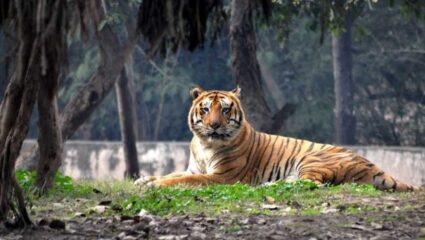 Kolhapur : सह्याद्री व्याघ्रप्रकल्पातील ‘तारा’च्या हालचालींवर प्रशासनाचं बारिक लक्ष; वाघीण शोधतेय हक्काची जागा