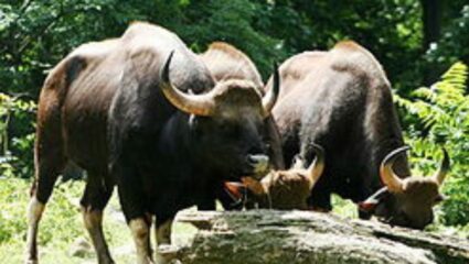 Kolhapur News : चंदगड तालुक्यात वन्यप्राण्यांचा धुमाकूळ; शेतकरी, प्रवाशांमध्ये दहशत; वनविभागाचे अधिकारी हतबल