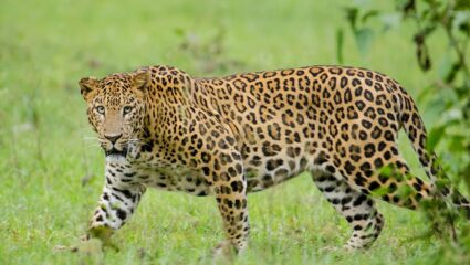 Nagpur Leopard : अखेर तीन दिवसानंतर बिबट्या जेरबंद, बेशुद्ध होऊन छतावरून कोसळला, नागपूरमध्ये बिबट्याला पकडण्याचा थरार Video समोर