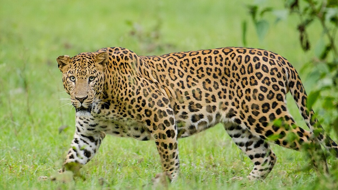 Nagpur Leopard : अखेर तीन दिवसानंतर बिबट्या जेरबंद, बेशुद्ध होऊन छतावरून कोसळला, नागपूरमध्ये बिबट्याला पकडण्याचा थरार Video समोर