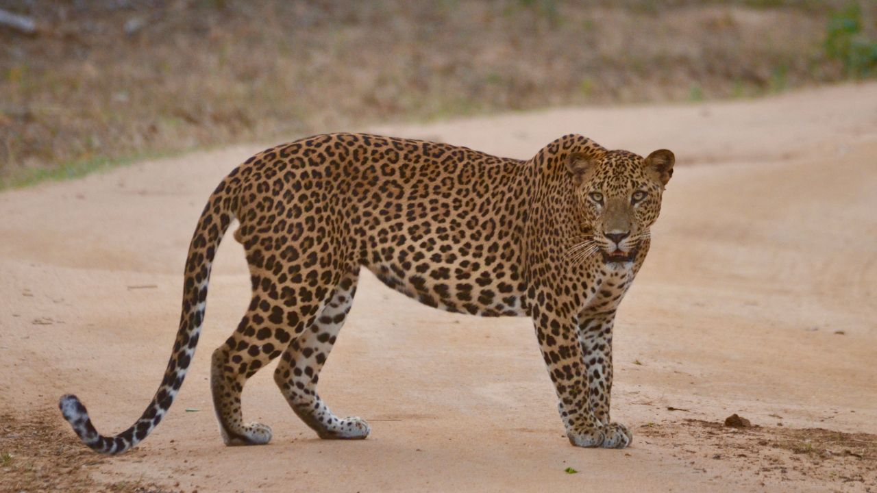 Kolhapur News : बिबट्याचा गावात हौदोस; नागरिकांमध्ये भीतीचे वातावरण