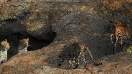 ‘या’ गावात कुत्रा, मांजरी नाही तर बिबट्याला पाळतात, असं एक गाव जिथे बिबट्या आणि माणसं एकत्र राहतात