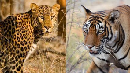 वन्य प्राण्यांच्या हल्ल्यात 10 महिन्यांत 47जणांचा बळी ; वनविभागाच्या डायरीत 5 वर्षांत 300 पेक्षा जास्त मृत्यूची नोंद