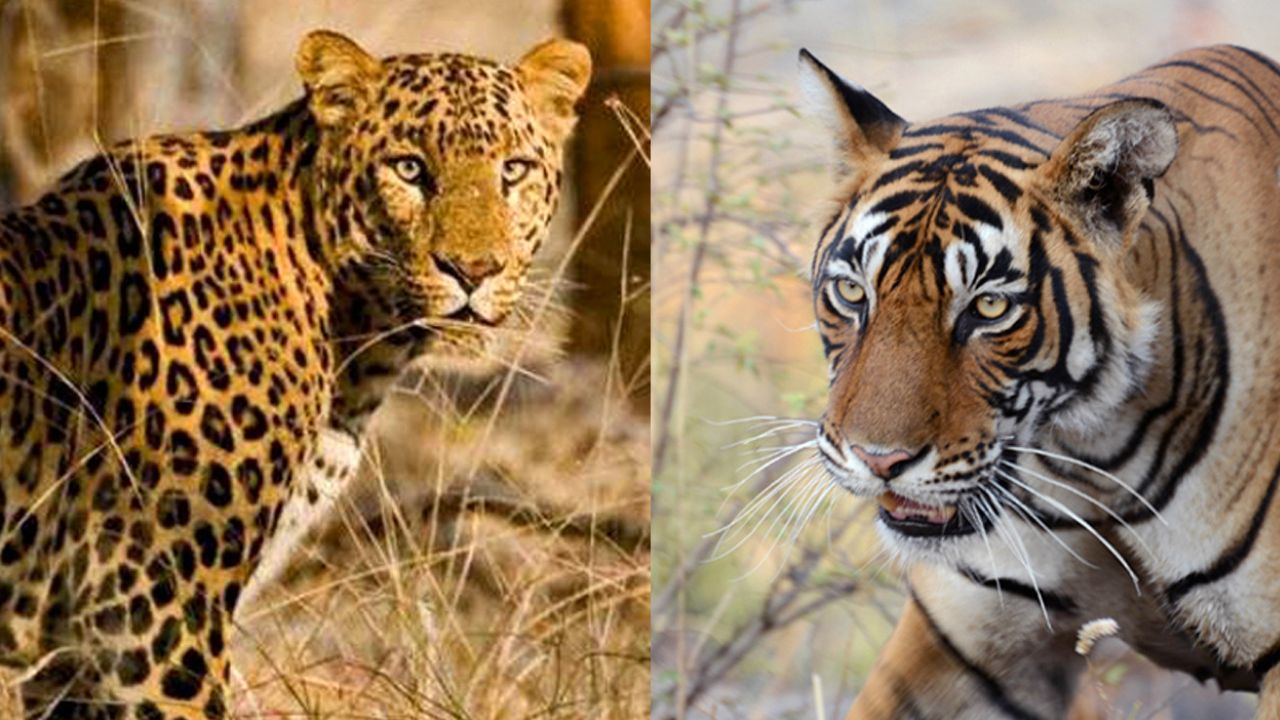 वन्य प्राण्यांच्या हल्ल्यात 10 महिन्यांत 47जणांचा बळी ; वनविभागाच्या डायरीत 5 वर्षांत 300 पेक्षा जास्त मृत्यूची नोंद