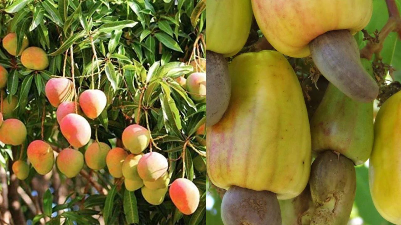 Sindhudurg News : आंबा काजू पिकाची दरवर्षी E KYC चीअडसरच; बागायती शेतकऱ्यांनी व्यक्त केली नाराजी