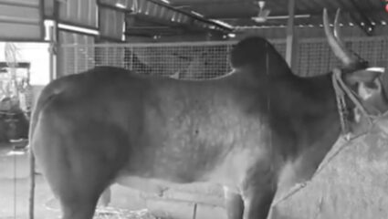 Chhatrapati Sambhaji Nagar : महाराष्ट्रातील बैलगाडा शर्यतींमधला नवा हिरो ‘लखन’ बैलाचा शाही रुबाब