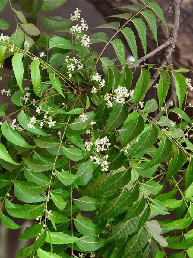 दररोज सकाळी कडुलिंबाची पाने खाल्ल्याने समस्या होतात दूर