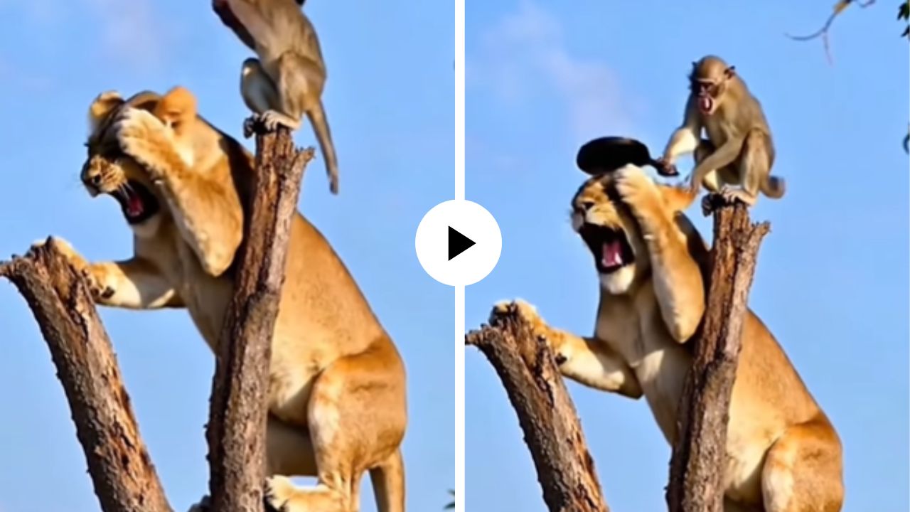 माकडाने केले सिंहीणीचे हाल बेहाल…झाडावर चढताच जंगलाच्या राणीला तव्याने हाणलं अन्… Video Viral 