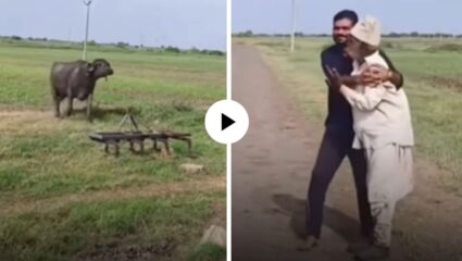जनावरांना कळली माया…! रेड्याचं आज्ज्यावर जीवापाड प्रेम, व्यक्तीने पकडून ठेवताच वाचवण्यासाठी धावत पळत आला अन्… Video Viral