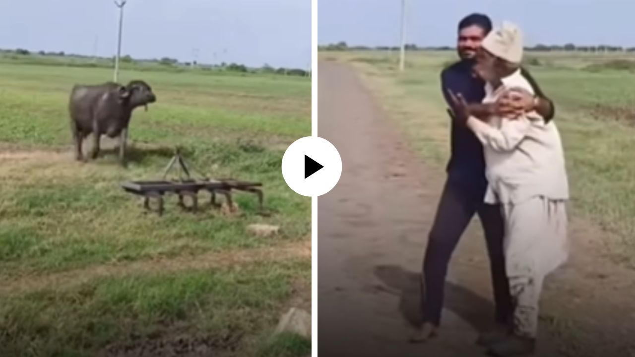 जनावरांना कळली माया…! रेड्याचं आज्ज्यावर जीवापाड प्रेम, व्यक्तीने पकडून ठेवताच वाचवण्यासाठी धावत पळत आला अन्… Video Viral