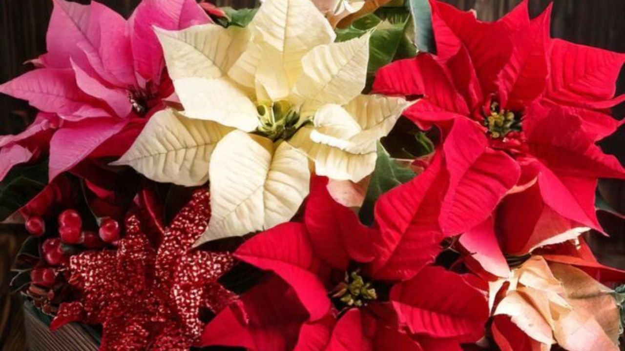 सण आणि खास प्रसंगी गिफ्ट देण्यासाठी ही वनस्पती खूप लोकप्रिय आहे.