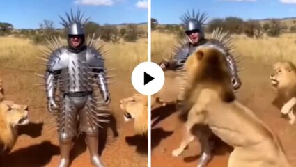 धाडस की वेडेपणा? काटेरी लोखंडी सूट घालून व्यक्तीने घेतली सिंहांच्या छावणीत एंट्री, मग पुढे काय घडलं… थरारक Video Viral