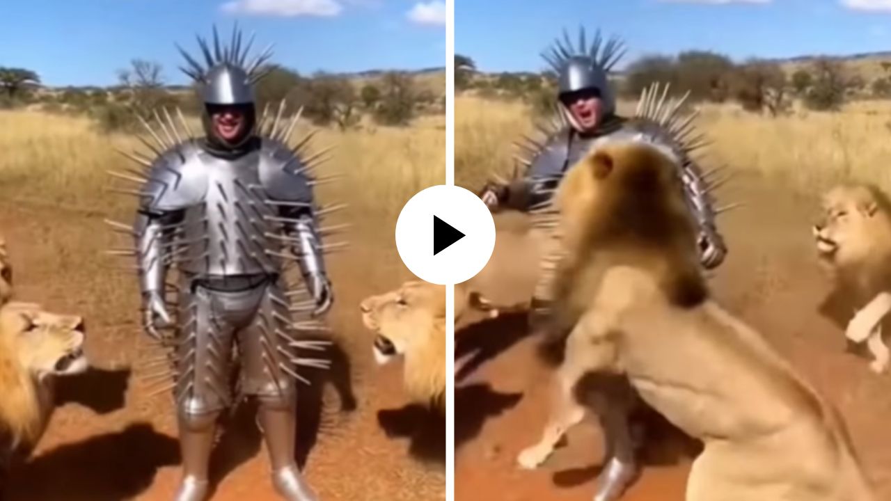 धाडस की वेडेपणा? काटेरी लोखंडी सूट घालून व्यक्तीने घेतली सिंहांच्या छावणीत एंट्री, मग पुढे काय घडलं… थरारक Video Viral