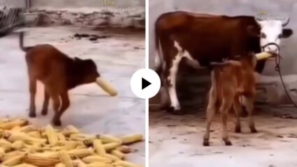 आई मक्याचं कणीस किती गोड आहे, तू पण खा! आईची भूक शमवण्यासाठी वासराची धडपड, मनाला भिडणारे हृदयस्पर्शी दृश्य; Video Viral