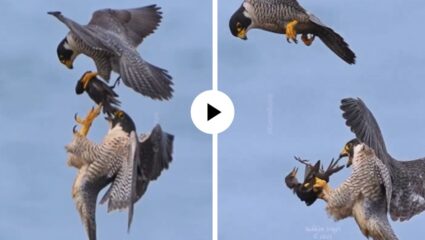 हवेत गरुडांचा थरारक खेळ, आकाशातच एकमेकांना शिकार हँडओव्हर करताना दिसले… पाहून सर्वांचेच डोळे विस्फारले; Video Viral
