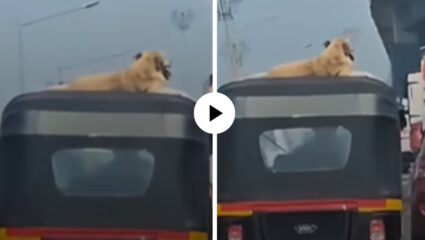 वाह रे मुंबई! रिक्षाच्या छतावर श्वान, खाली ट्रॅफिक… प्राण्याची अनोखी राईड पाहून युजर्स झाले खुश; Video Viral