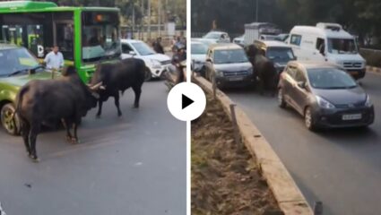 दिल्लीच्या रस्त्यांवर WWE फाईट! दिल्लीच्या ट्रॅफिकमध्येच दोन बैल आमने-सामने भिडले; लोकांनी पळत पळत टिपले दृश्य; Video Viral