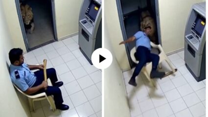 बापरे, क्षणातच होत्याच नव्हतं झालं! ATM गार्डला खेचत घेऊन गेला जंगलाचा राजा; गुपचूप आला अन्… थरारक Video Viral