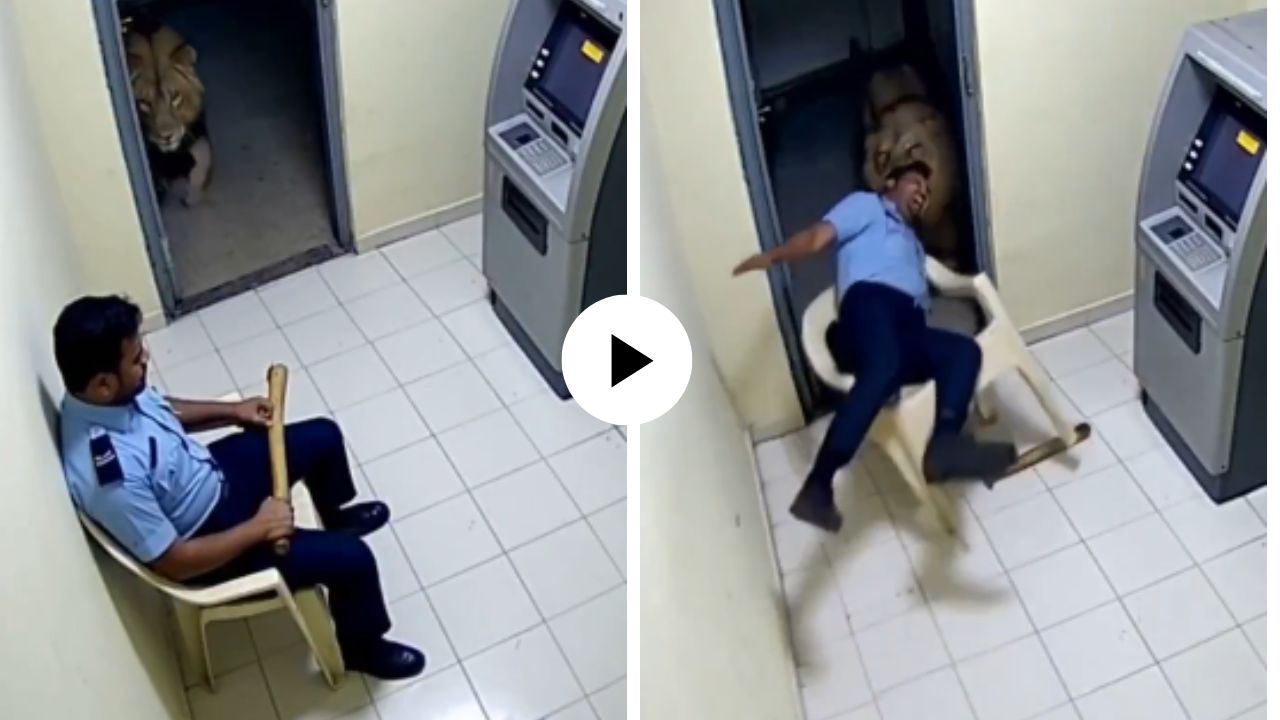 बापरे, क्षणातच होत्याच नव्हतं झालं! ATM गार्डला खेचत घेऊन गेला जंगलाचा राजा; गुपचूप आला अन्… थरारक Video Viral