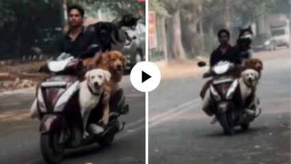 अरे भावा जरा एक राईड दे रे! व्यक्तीच्या स्कुटरवर दिसली कुत्र्यांची रेलचेल,1 नाही 2 नाही तर तब्बल चार श्वान झाले स्वार;Video Viral