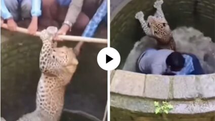 बचाव मोहिम फसली! बिबट्याला वाचवायला गेले अन् स्वतःच विहरीत पडले, मग शिकाऱ्याने जे केलं… Video Viral