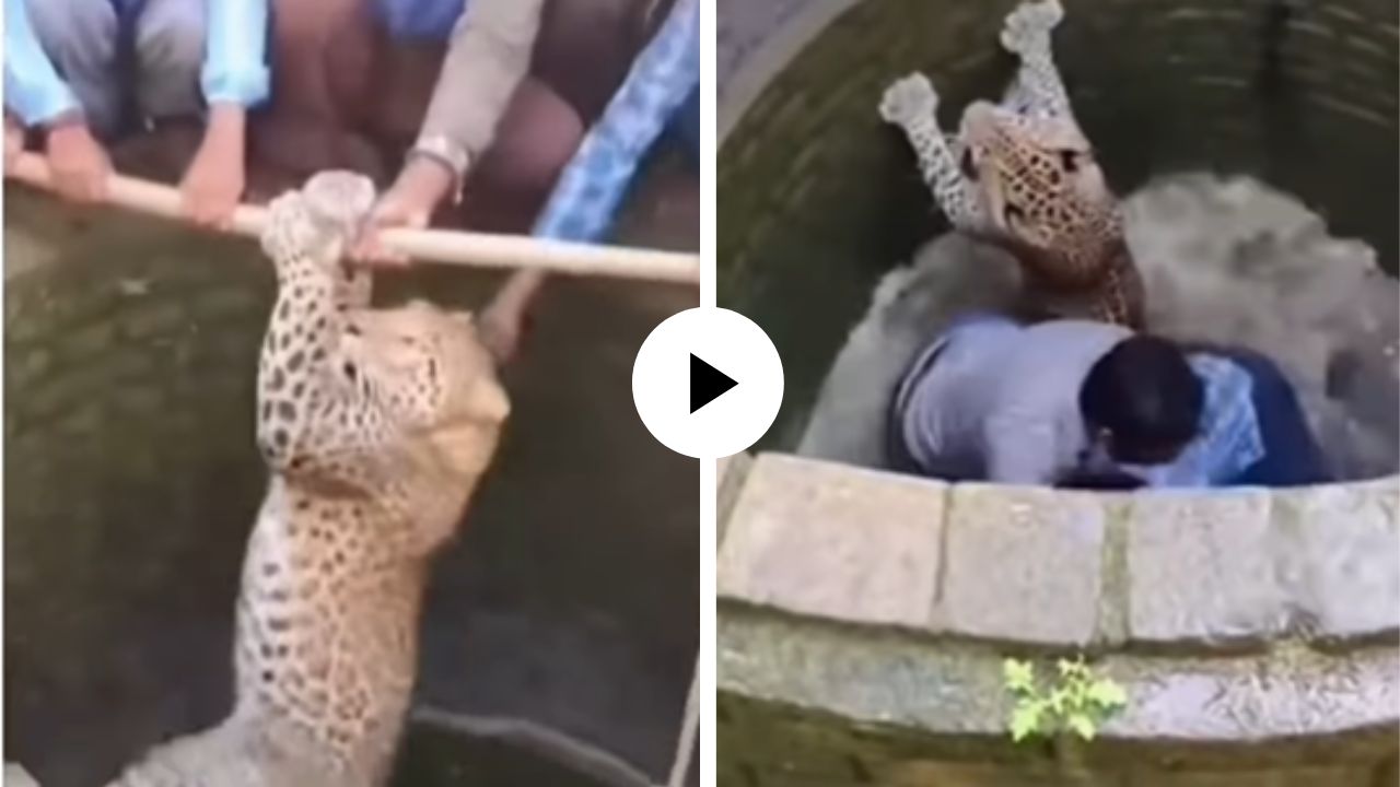 बचाव मोहिम फसली! बिबट्याला वाचवायला गेले अन् स्वतःच विहरीत पडले, मग शिकाऱ्याने जे केलं… Video Viral