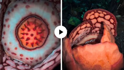 13 वर्षांच्या शोधानंतर अखेर सापडलं… जगातील सर्वात दुर्मिळ ‘मृतदेहाचे फुल’; Viral Video ने सर्वांनाच केलं चकित