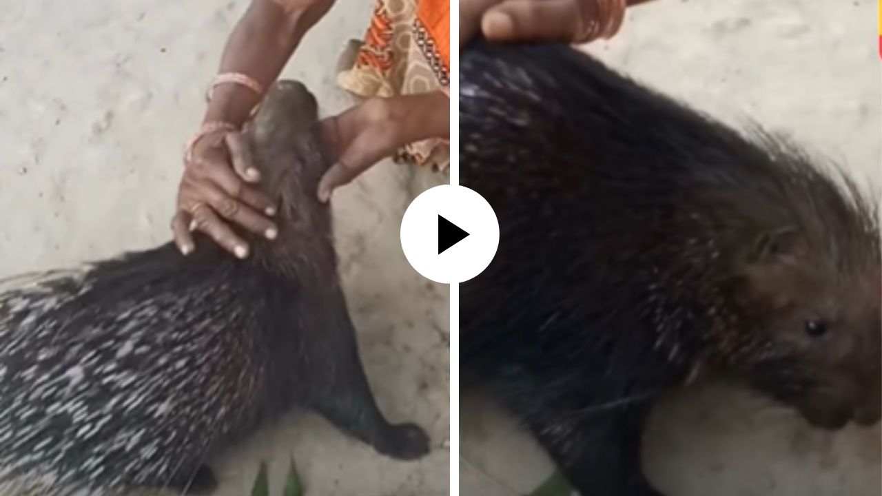 आईच प्रेम सर्वांसाठी सारखंच! काटेरी प्राण्याला मायेने कुरवाळू लागली महिला, हातात हात घेत तोही पुढे आला अन्… Video Viral