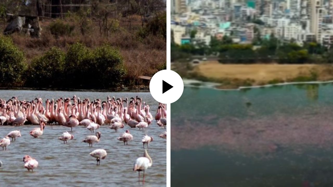 परंपरेनुसार नवी मुंबईत परदेशी पाहुण्यांचे आगमन! करावे गावातील खाडीत हजारो गुलाबी फ्लेमिंगोचे दर्शन; Video Viral